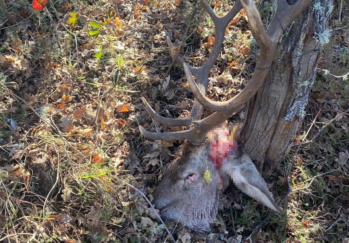 Cabeza de ciervo atada a un árbol hallada en Aguilar.