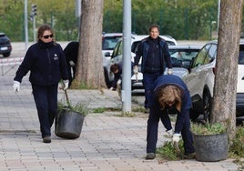 Operarios de Parques y Jardines desbrozan una hilera de alcorques en Parquesol.