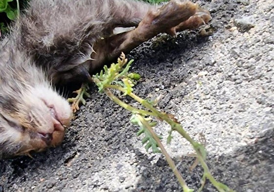 Uno de los gatos matados a golpes en la localidad zamorana de Boya.