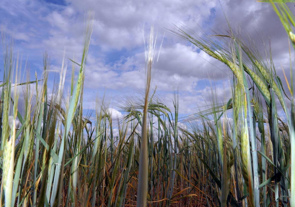 Cultivo de cereales en Valladolid.