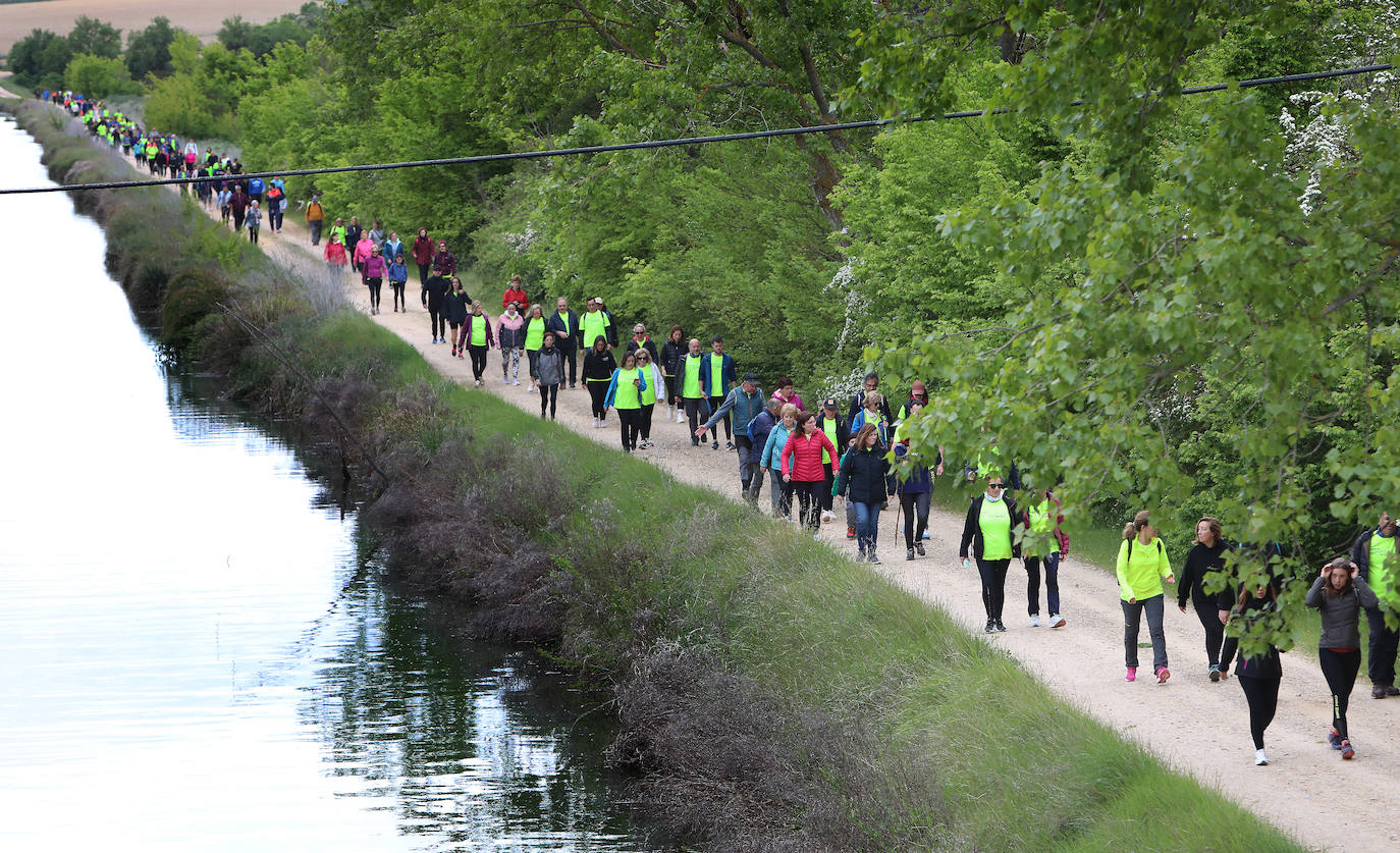 La Marcha Aspanis de Palencia, en imágenes