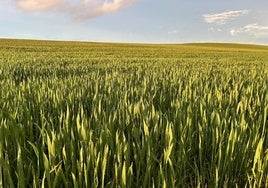 Superficie de cereal, en la localidad vallisoletana de Pollos, tras un chaparrón el domingo por la tarde.