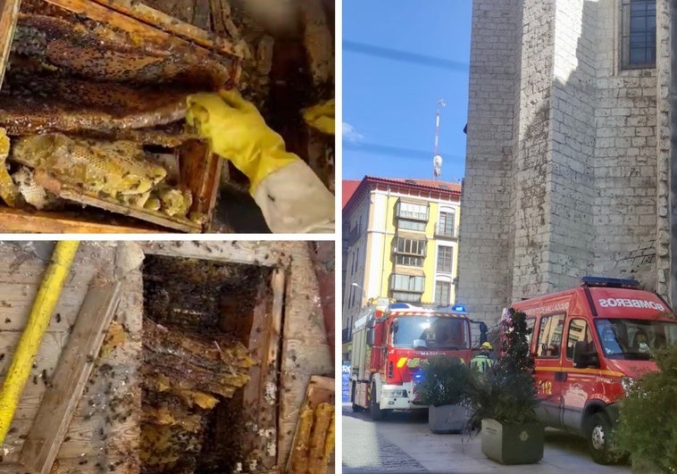 A la izquierda, los bomberos sacan los panales de debajo del suelo y los meten en una colmena. A la derecha, los vehículos con los que acudieron al aviso.