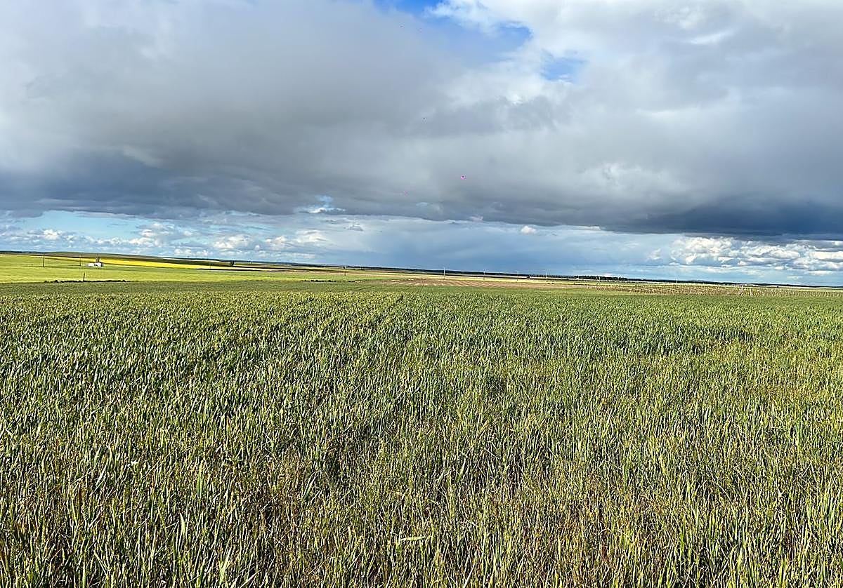 Una parcela de trigo de esta campaña.