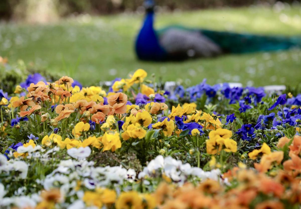 Flores en el Campo Grande de Valladolid.