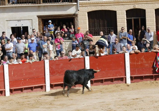 Capea posterior al encierro, desarrollada en la singular plaza del Coso.