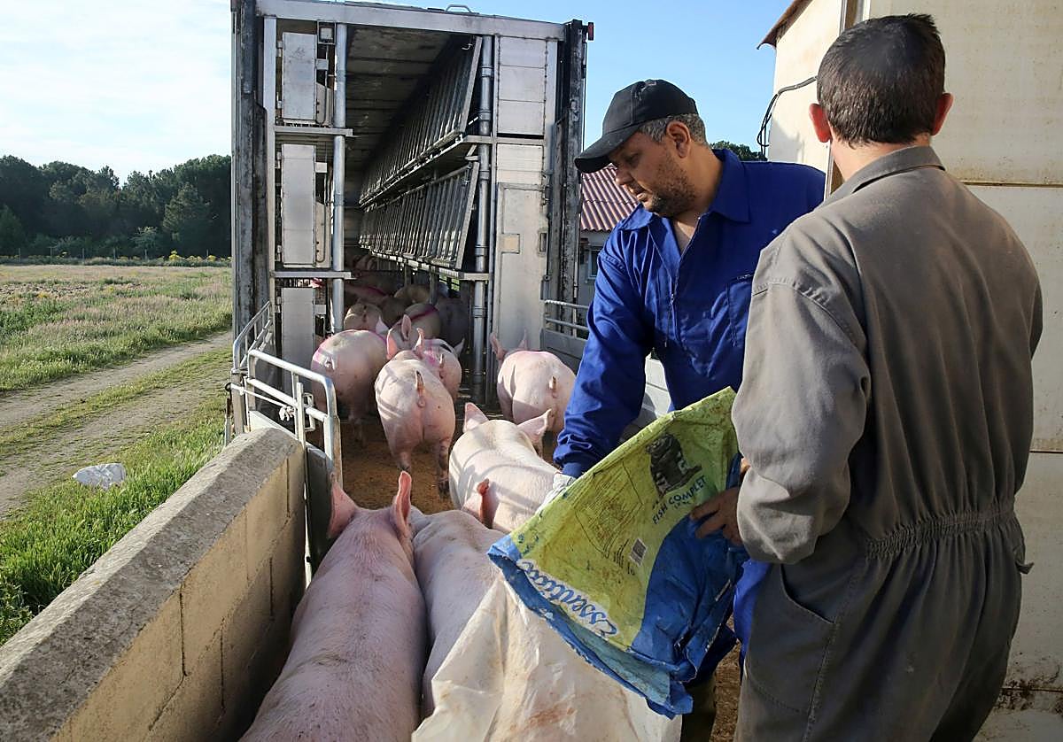 Dos trabajadores del sector en la provincia de Segovia dirigen a los cerdos a la jaula para su transporte.