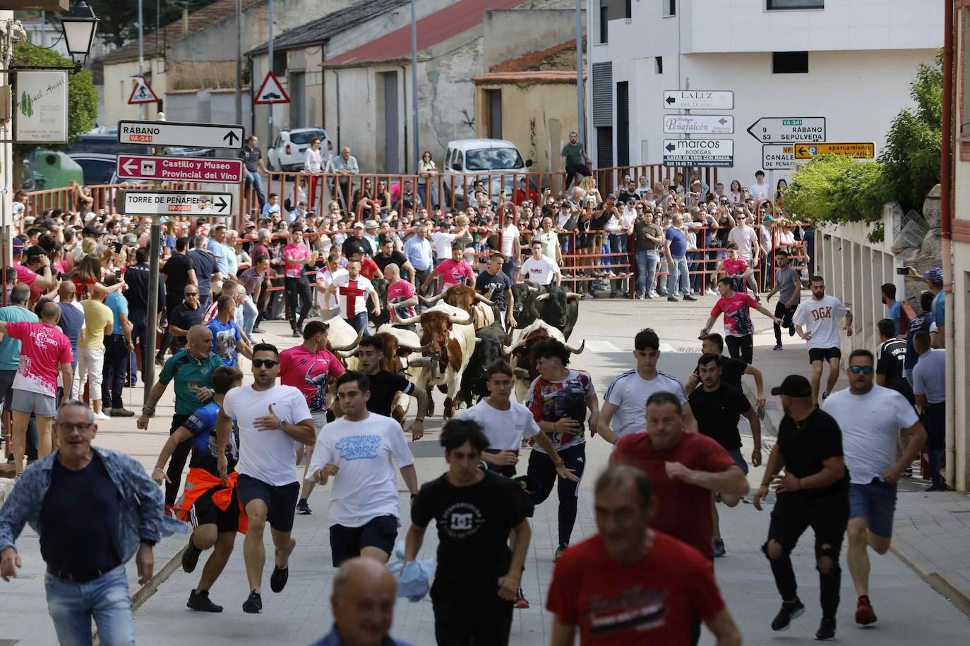 Las imágenes del encierro y la capea de Peñafiel