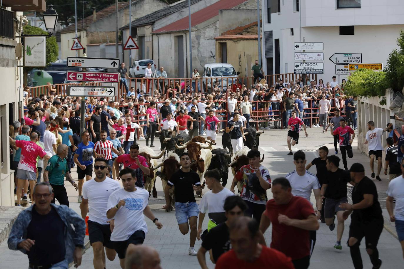 Las imágenes del encierro y la capea de Peñafiel