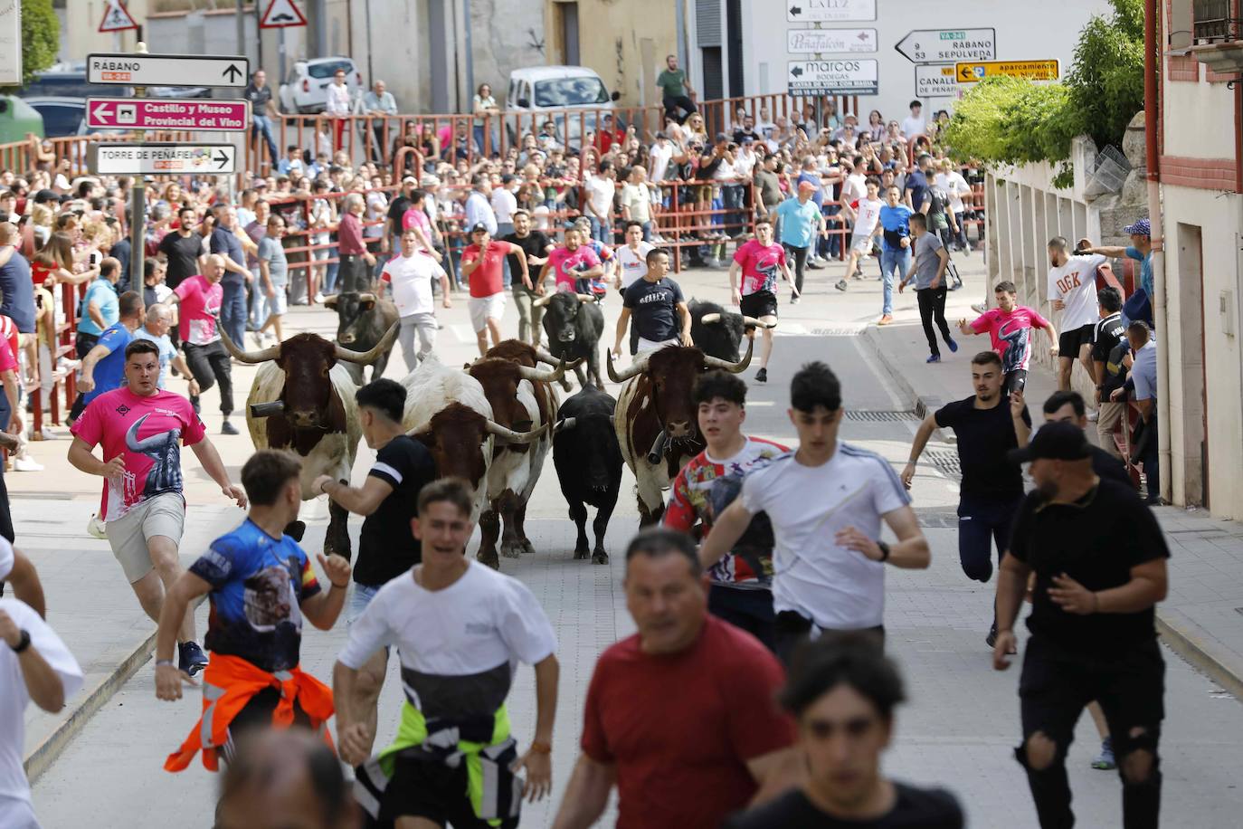 Las imágenes del encierro y la capea de Peñafiel