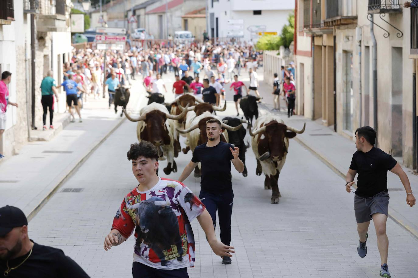 Las imágenes del encierro y la capea de Peñafiel