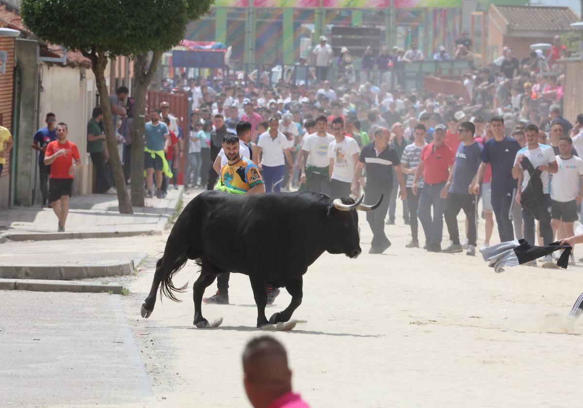 Primer encierro en Valdestillas con mucho público y ningún incidente