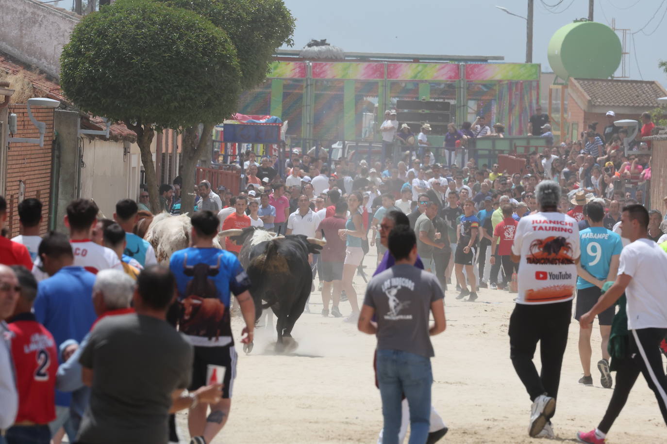 Primer encierro en Valdestillas con mucho público y ningún incidente