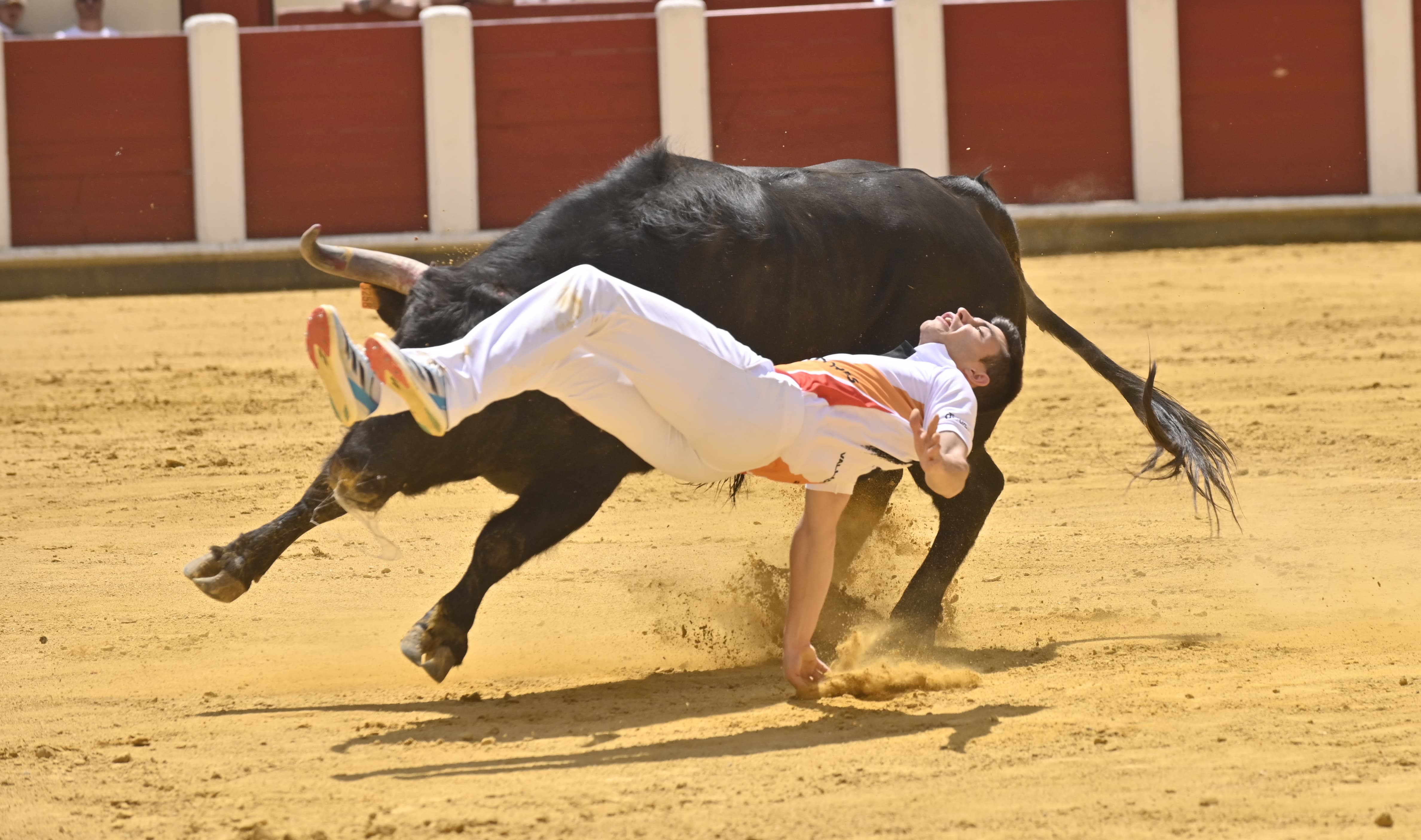 Secuencia de la cogida de Christian Peñas en el concurso de cortes de San Pedro Regalado