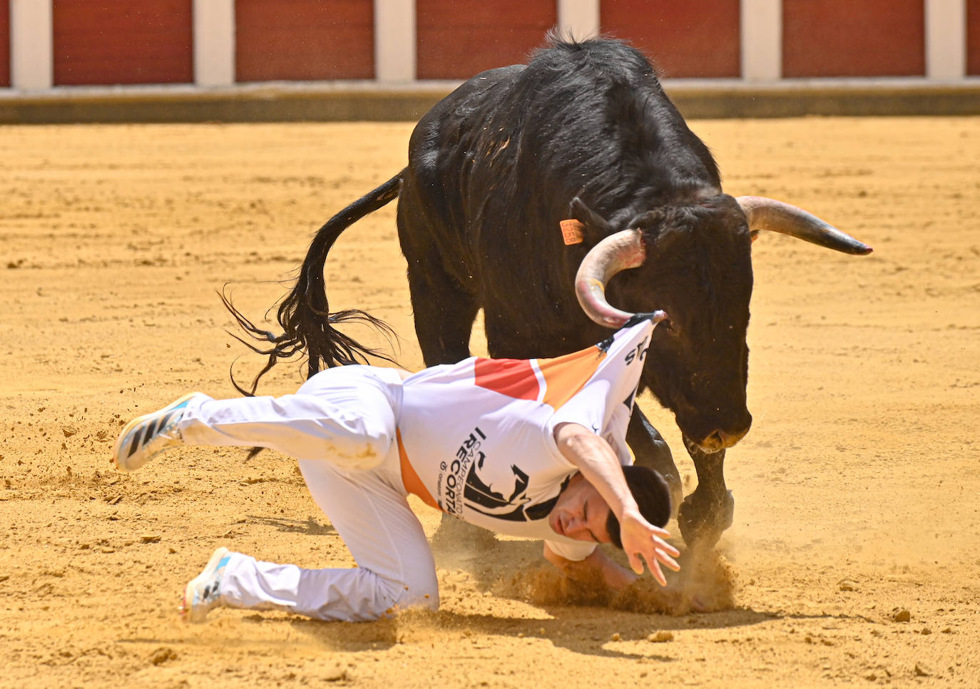 Concurso de cortes de San Pedro Regalado en Valladolid (1/2)