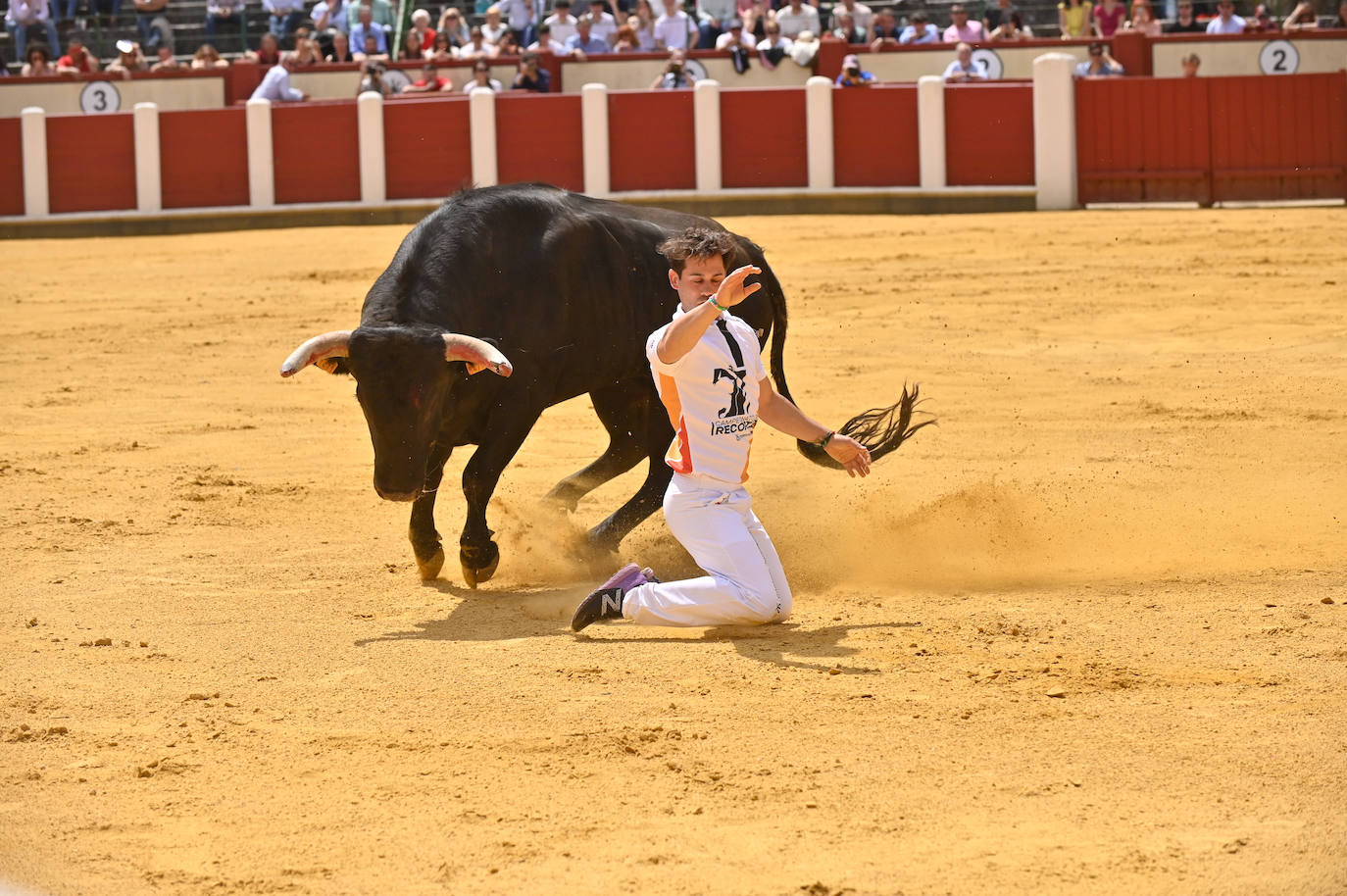 Concurso de cortes de San Pedro Regalado en Valladolid (1/2)