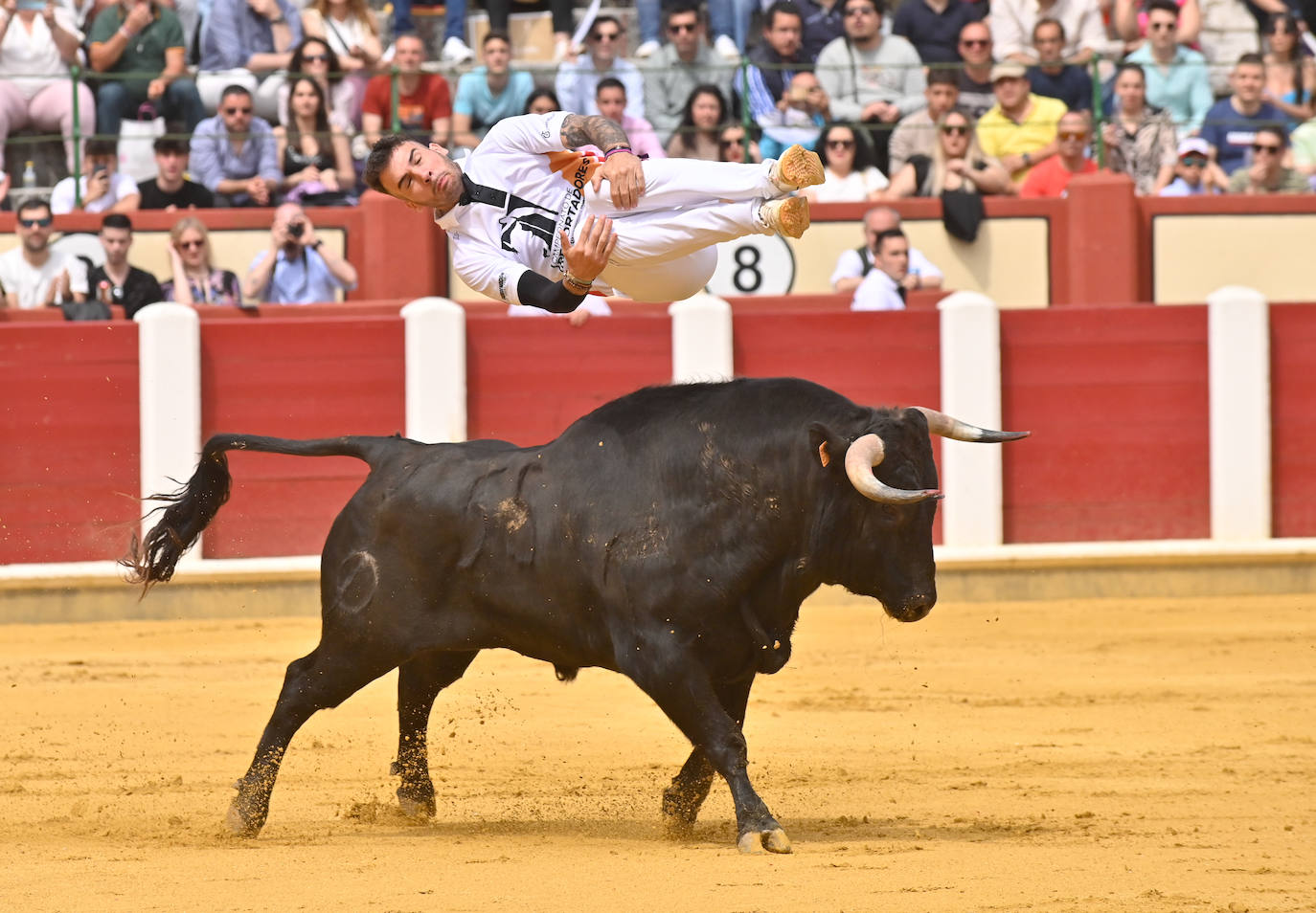 Concurso de cortes de San Pedro Regalado en Valladolid (1/2)