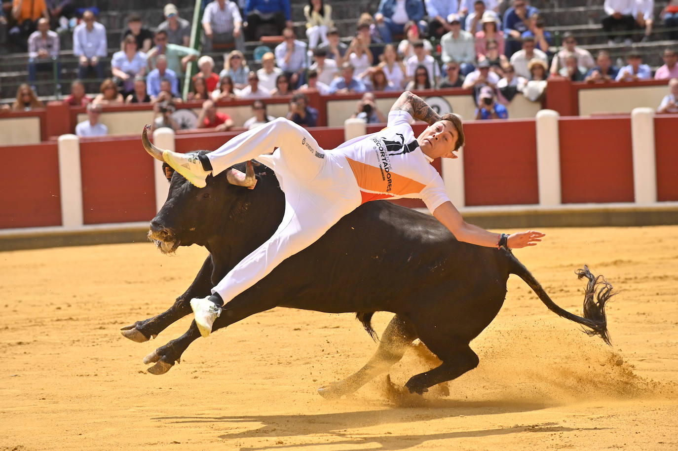 Concurso de cortes de San Pedro Regalado en Valladolid (1/2)