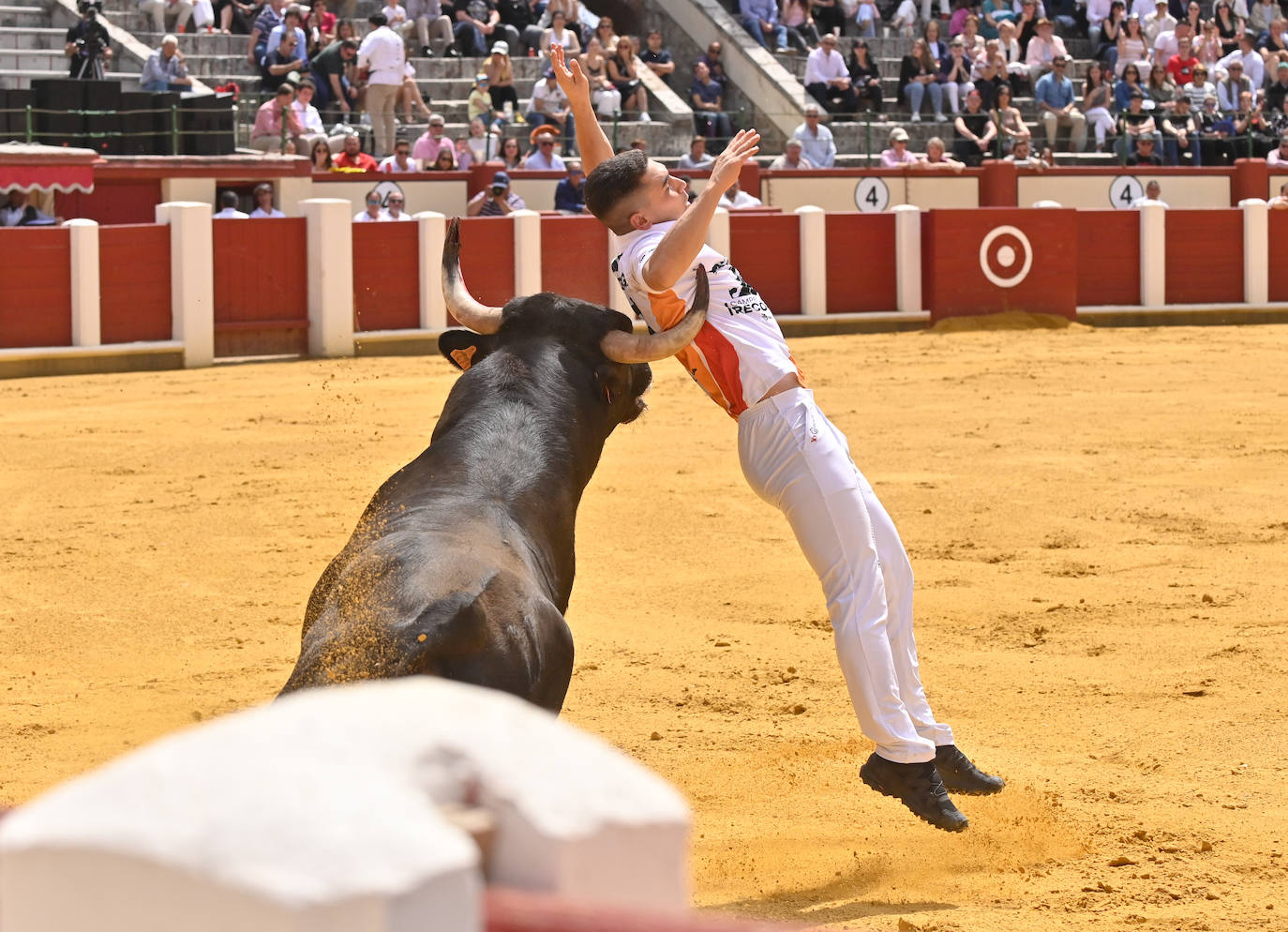 Concurso de cortes de San Pedro Regalado en Valladolid (1/2)