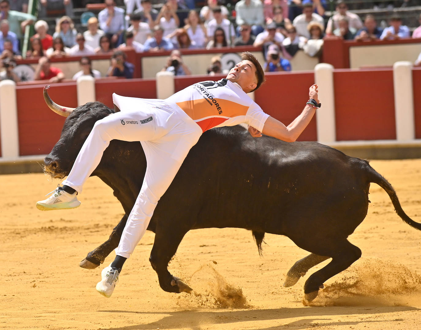 Concurso de cortes de San Pedro Regalado en Valladolid (1/2)