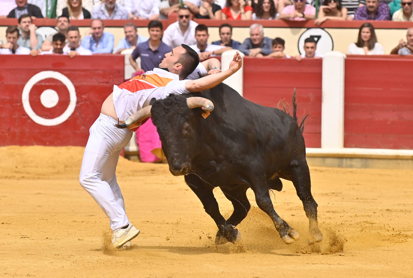 Concurso de cortes de San Pedro Regalado en Valladolid (1/2)