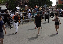 Varios corredores, delante de los novillos en el encierro de Laguna.