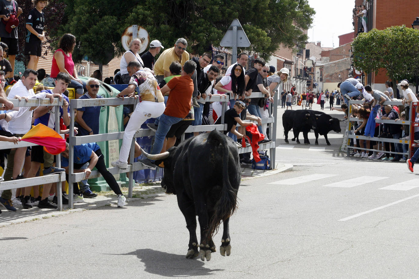 Encierro matinal del domingo en Laguna de Duero