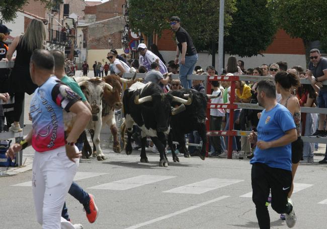 Encierro del domingo en Laguna de Duero.