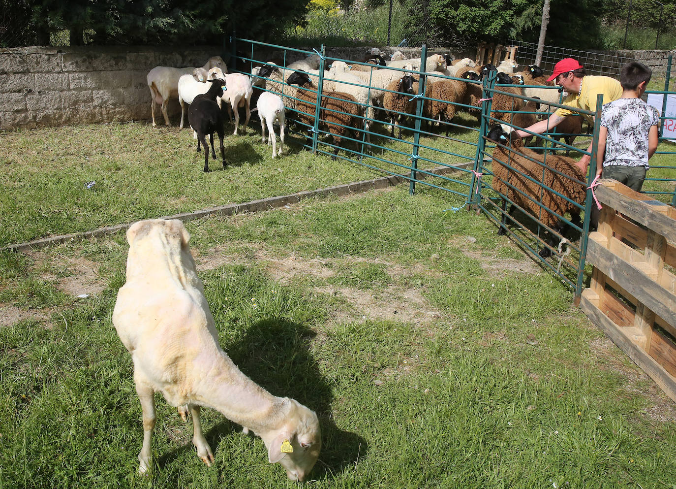 La Feria del Esquileo en Trescasas