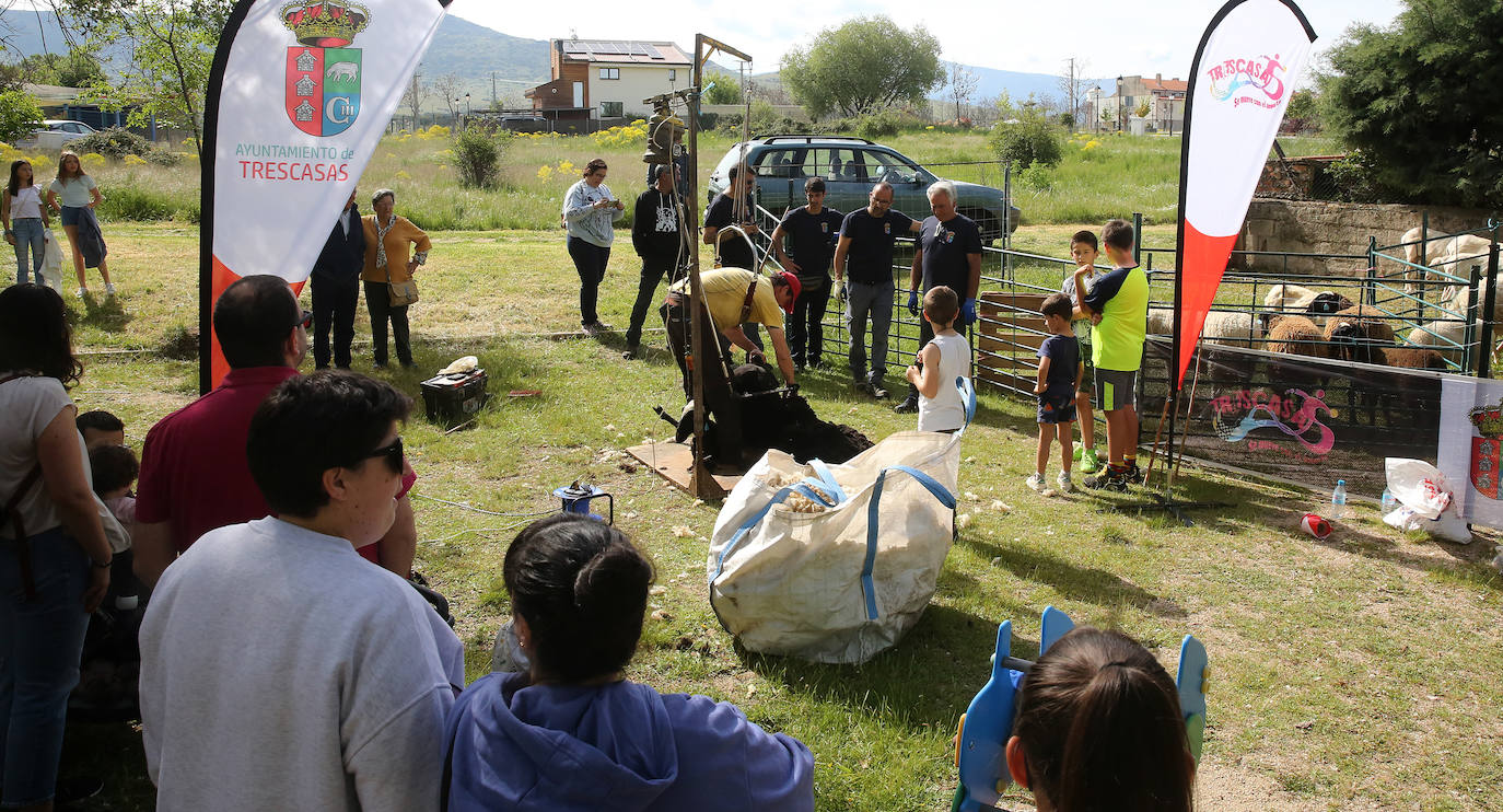 La Feria del Esquileo en Trescasas