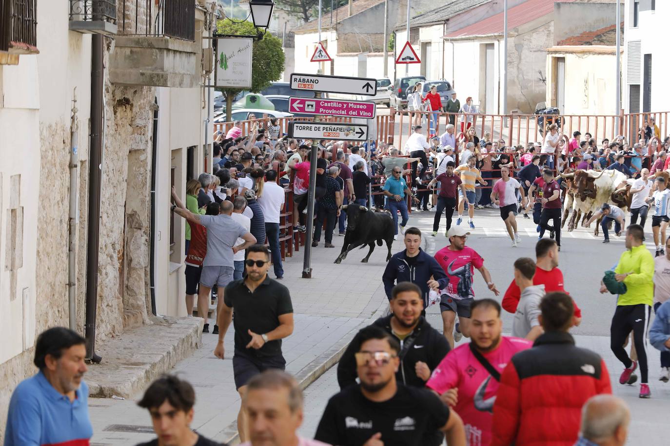 Encierro y capea del domingo por la mañana en Peñafiel