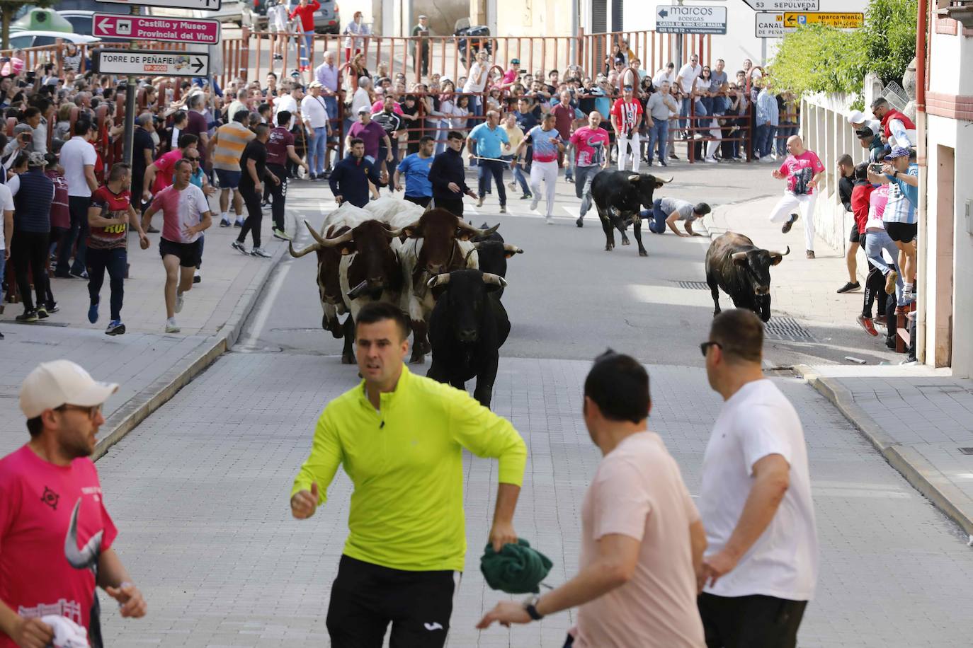 Encierro y capea del domingo por la mañana en Peñafiel