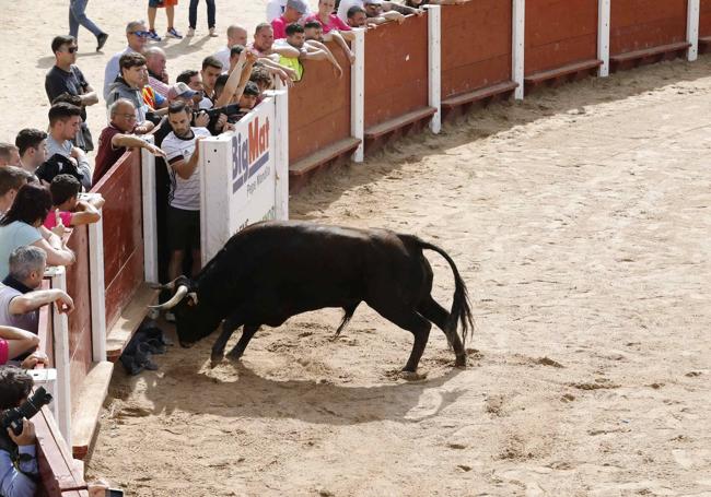 Encierro y capea del domingo en Peñafiel.