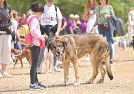 Desfile de mascotas en la ermita de San Isidro en Valladolid