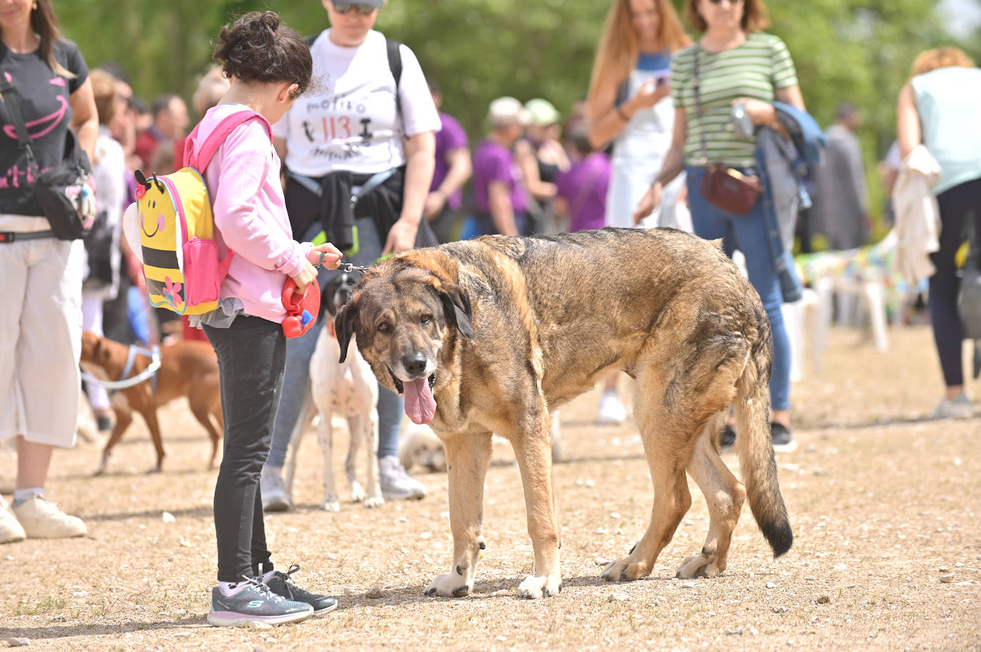 Desfile de mascotas en la ermita de San Isidro en Valladolid