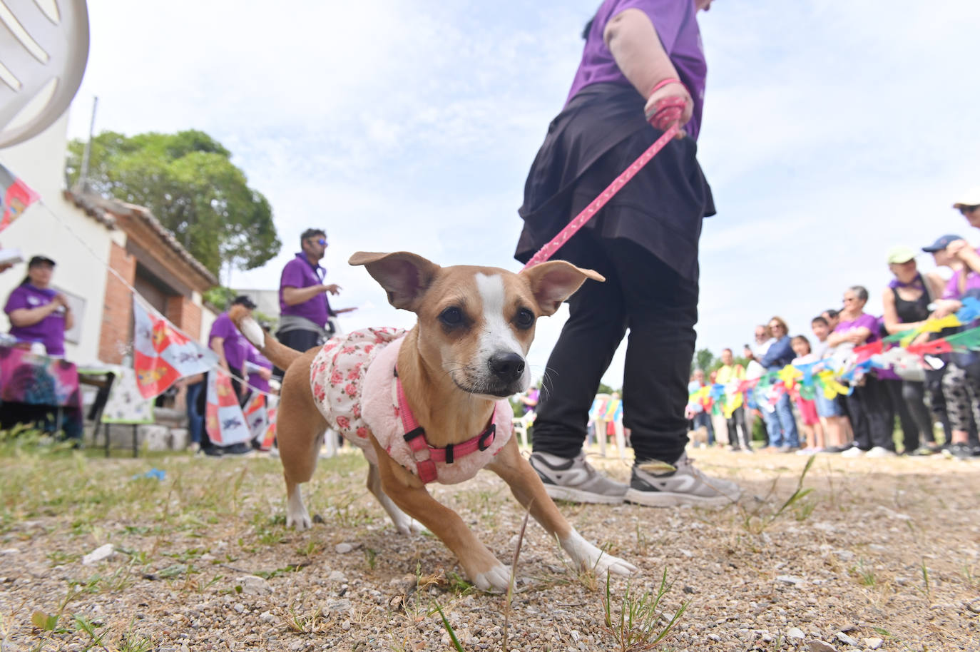 Desfile de mascotas en la ermita de San Isidro en Valladolid