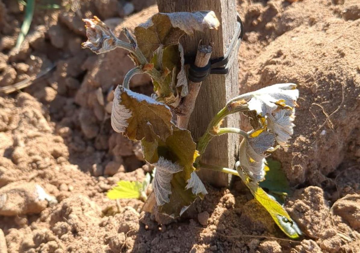 Estado de la planta tras la helada del pasado día 23 de abril en Ribera del Duero.