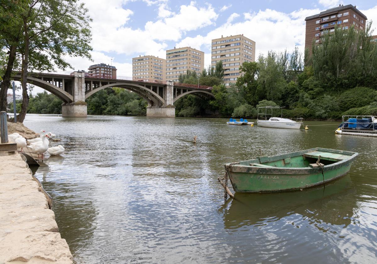 Zona de embarcaciones y concentración de aves acuáticas en el río Pisuerga, en la zona de Las Moreras.