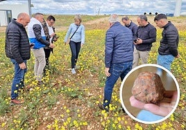 Visita a la plantación de turmas en Baltanás. En el círculo, trufa del Cerrato.