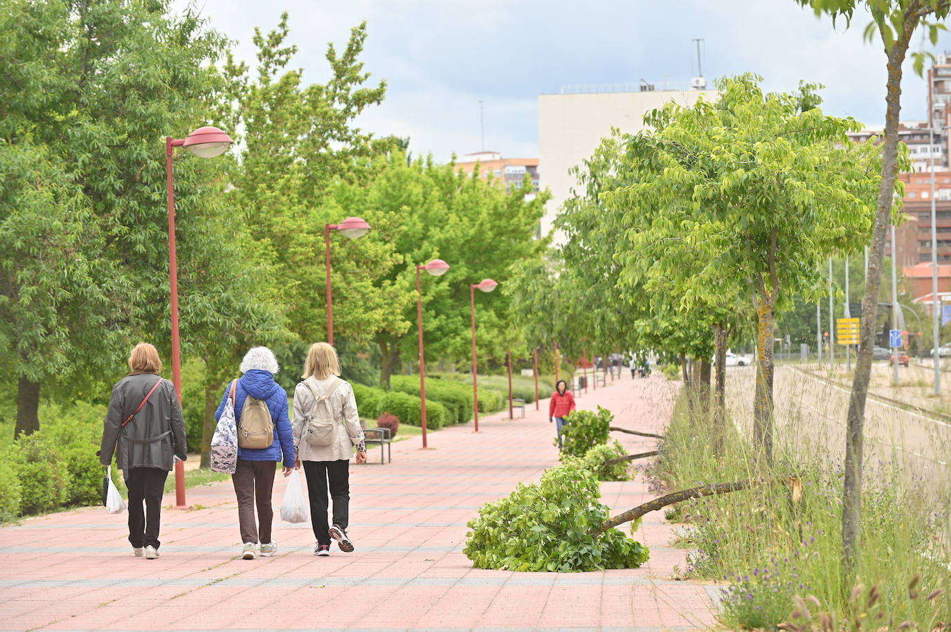 La Avenida Real Valladolid amanece vandalizada