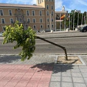 La avenida Real Valladolid vuelve a amanecer vandalizada una semana después