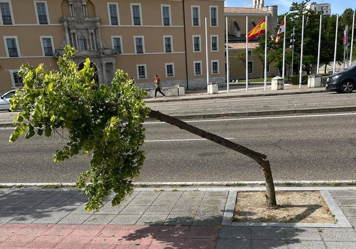 Uno de los árboles dañados en la avenida Real Valladolid.