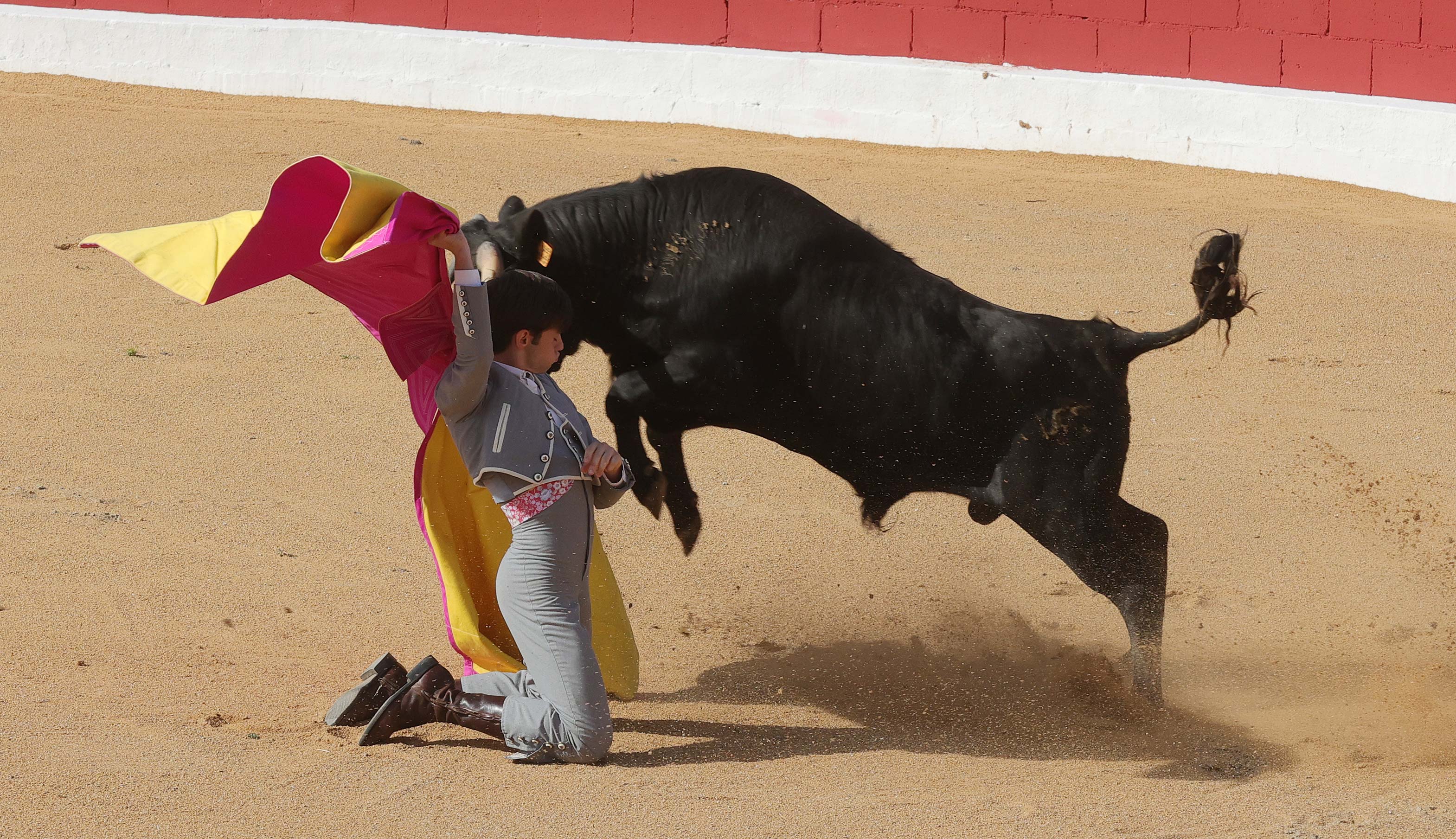 Final del bolsín taurino de Ampudia