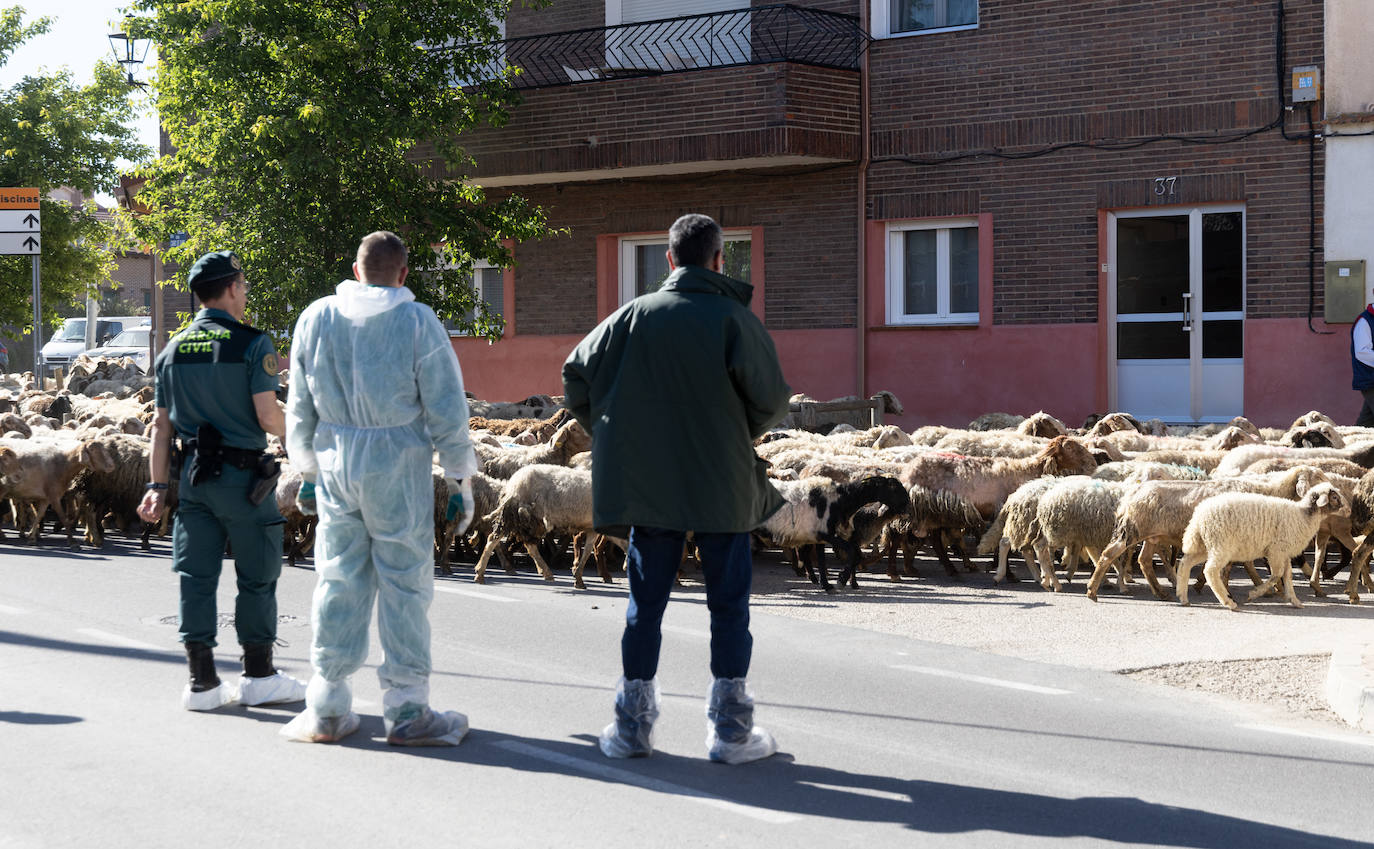 Ovejas de la granja ilegal de Renedo