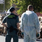 Guardia Civil y Junta desmantelan la granja ilegal de Renedo y sacrificarán a las ovejas