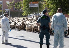 La Guardia Civil controla el traslado del rebaño al camión.