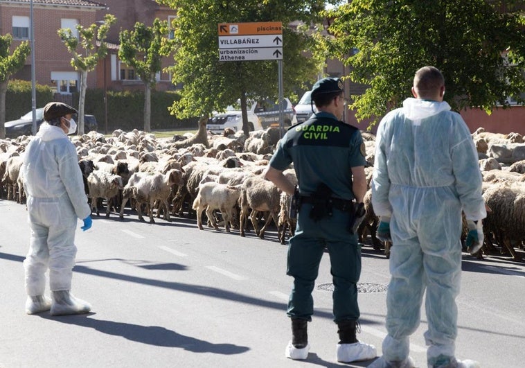 La Guardia Civil controla el traslado del rebaño al camión.