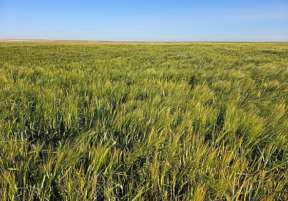 Cebada de la presente campaña.