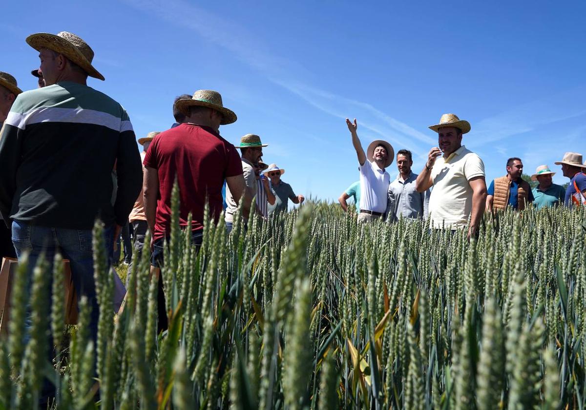 El sector busca variedades resistentes a plagas o situaciones de sequía