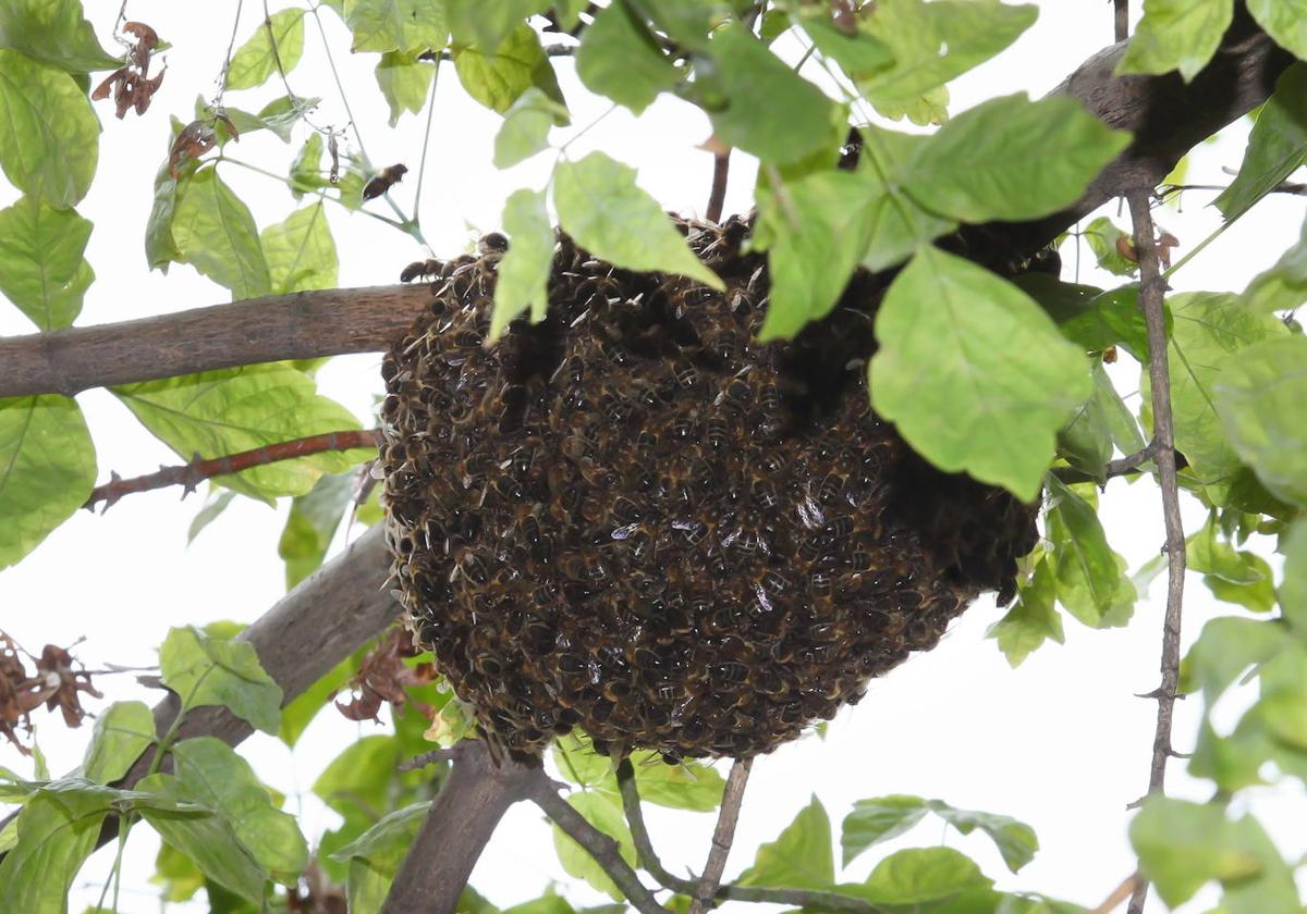 Un enjambre de abejas, en una imagen de archivo.